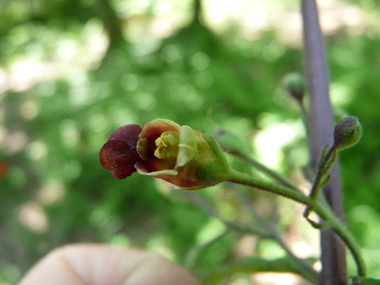 Petites fleurs d'un cm, brun-rougeâtres relativement éparses. Agrandir dans une nouvelle fenêtre (ou onglet)